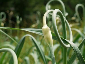 garlic scape garlic scape