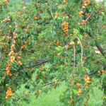 apricot